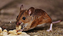 24 Hour & Emergency Exterminators in Plummers Mill, KY